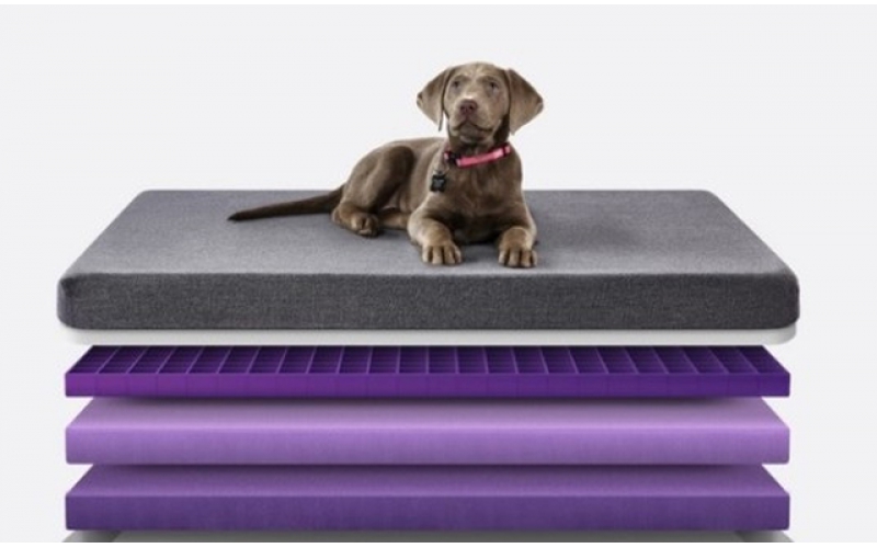 一款能讓主子舒適睡眠的床墊，鏟屎官們還在等什么